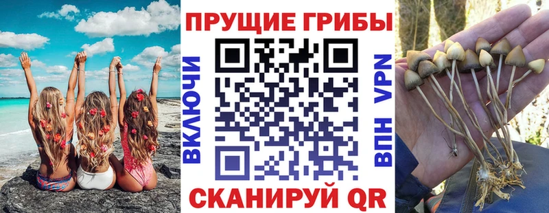 Псилоцибиновые грибы Psilocybe  сайты даркнета Telegram  Бакал 