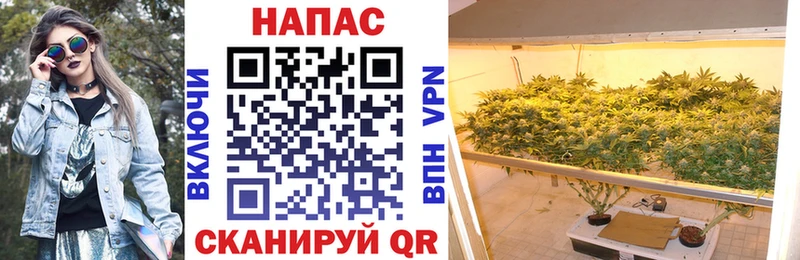 Бошки марихуана план  Бакал 
